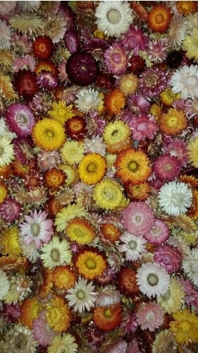 Flores Secas Siemprevivas 50 Unidades | Cuotas sin interés