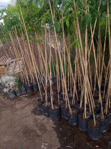 Arbol Sesbania Punicea - Ceibillo - Entrega Gratis