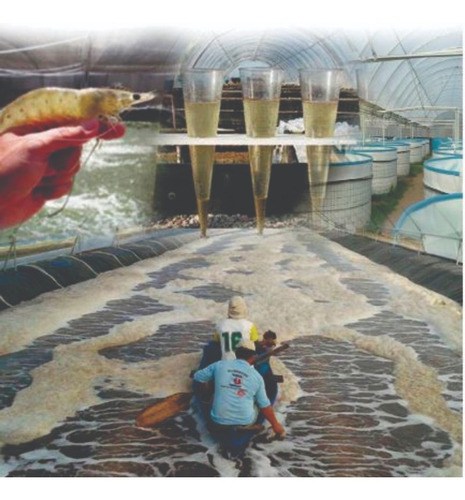 Imagem 4 de 7 de Curso Online De Criação De Camarão E Peixes Pequenos Espaços
