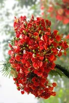 Comprar 10 Semillas De Framboyan O Tabachin Rojo 