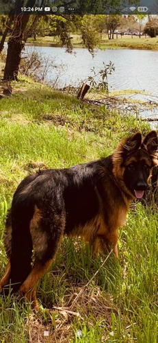 Imagen 7 de 10 de Hermosos Cachorros Pastor Aleman