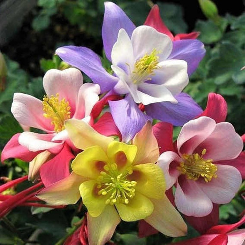 Semillas De Aquilegias Colores Mixtos