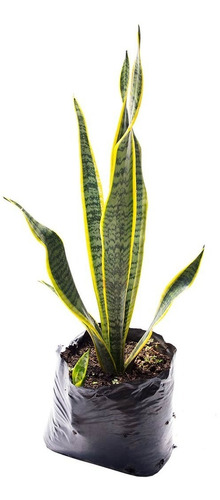 Planta Lengua De Suegra (sansevieria)