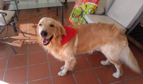 Golden Retriever, Lindos Filhotes, Enviamos Para Todo Brasil