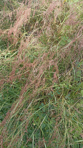 Melinis Repens, Pasto Rosado, 30 Semillas, Nv