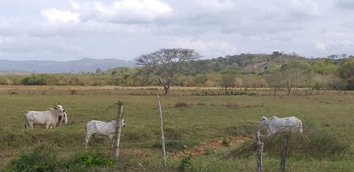 Imagen 4 de 17 de Finca En La Colonia En Yaracal Edo. Falcon