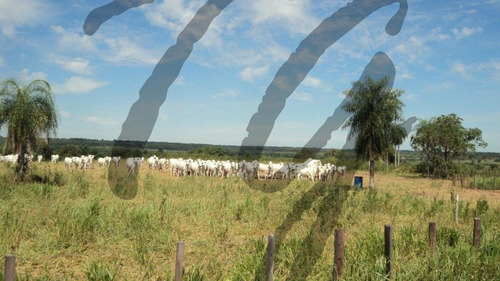Imagem 15 de 19 de Fazenda - Fa00002 - 69828253