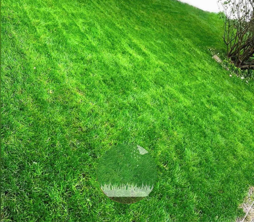 Imagen 7 de 10 de Semillas Césped Perenne - Verde Todo El Año - Envío Gratis