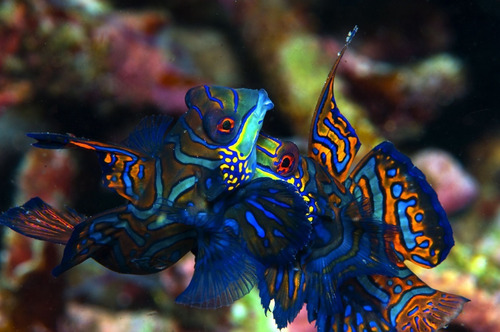Pez Marino - Sychiropus Splendidus - Pez Mandarín