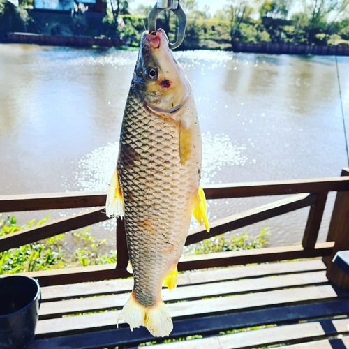 Imagen 12 de 19 de Alquiler Casa Cabaña En Villa Paranacito Para 10 Personas Con Kayaks, Directv, Internet, Pesca Y La Mejor Vista Al Río. Todo Por $2.500 Por Persona.