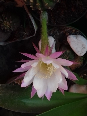 Cactus Echinopsis Oxygona Flor Estrella Rosa (Usado)