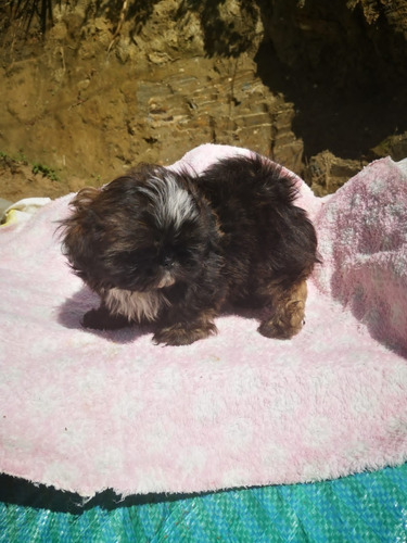 Cachorros Shih Tzu Perros Shitzu En Venta Soacha Disponibles