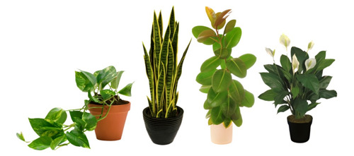 Planta Plantas Para Jardin Vertical Sombra