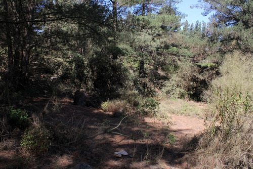 Terreno Los Pinos De Reñaca