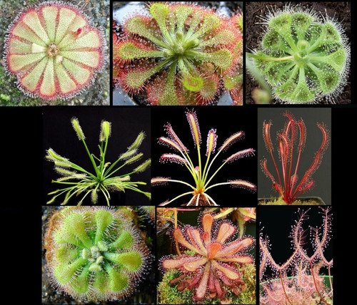 Semillas Plantas Carnivoras 450 Unidades Variedades Droseras