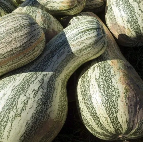 Semilla De Zapallo Calabaza Rayada Correntina As- Aqualive