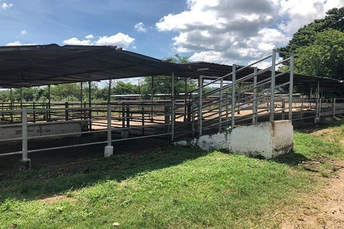 Imagen 11 de 25 de Asein882 Vende Excelente Finca En Tinaquillo Sector Caño De Agua