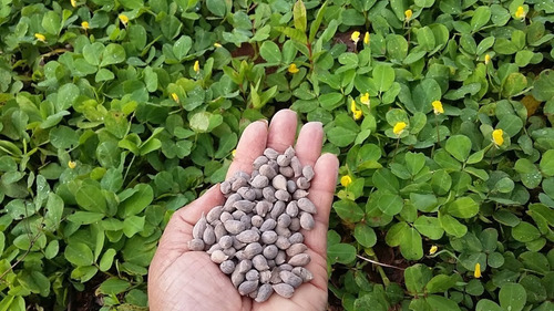 Imagem 4 de 6 de 300 Sementes Grama Amendoim Forrageiro -adubo Verde Pastagem