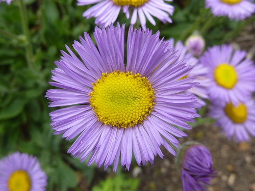 Imagem 6 de 8 de 100 Sementes De Margarida Azul - Fleabane Daisy - Flor