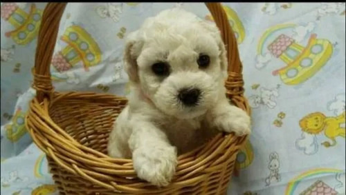 Cachorros Caniches Mini Toy