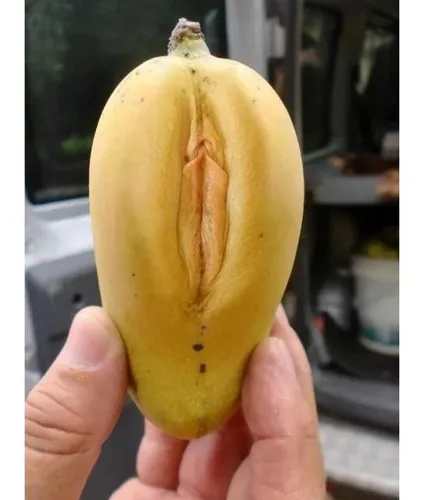 1 Muda Manga Buceta Enxertada Envio Imediato