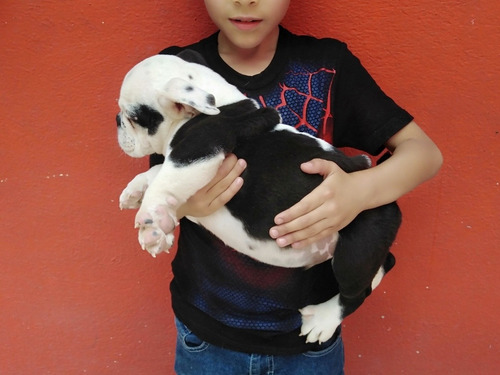 Excelentes Cachorros Bulldog Inglés
