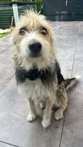 Guarderia Canina