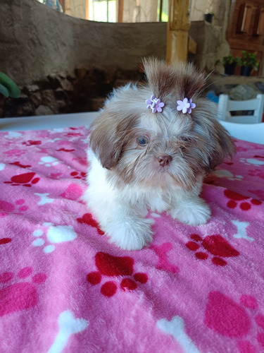 Cachorra Shih Tzu Hembra Manto Chocolate Shitzu Disponibles