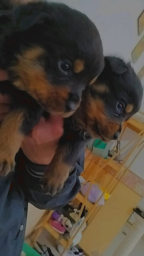  Cachorros Rottweiler 