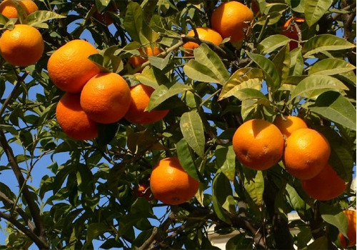 Tintura Madre De Naranja Orgánica De 60 Mililitros