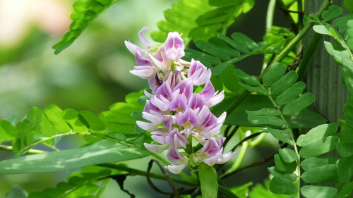 O Alcaçuz (glycyrrhiza Glabra) 100 Gr (ervas Para Chá)