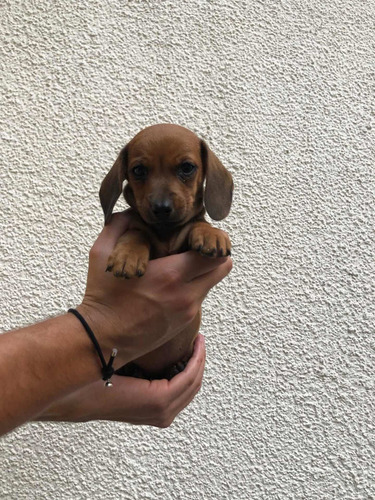Imagen 5 de 5 de Bellos Cachorros Dachshund Salchicha Teckel Mini