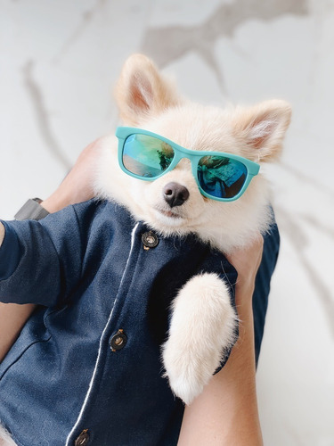 Imagen 1 de 7 de Chaqueta Para Mascotas De Jean Talla M