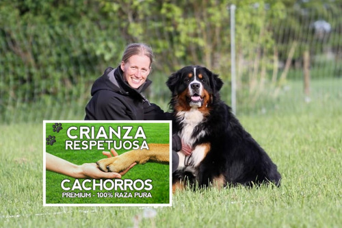 Boyero De Berna De Selección, Cachorros En Caba 100% Puros.