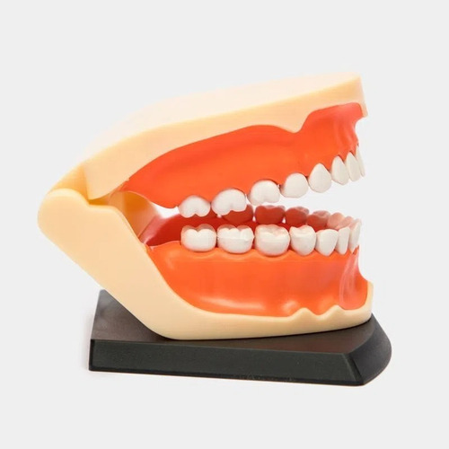 Imagen 3 de 3 de 4d Dentadura Modelo Anatómico Dental Dientes 626015