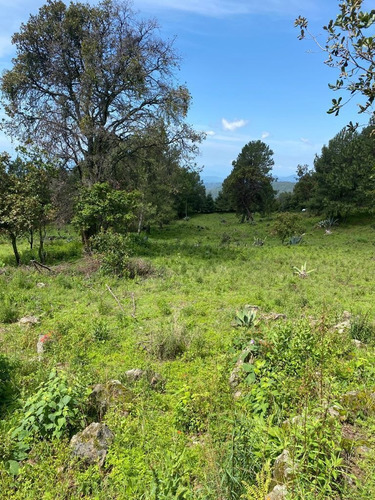 Imagen 5 de 11 de Gran Terreno En Paraje Palacio, Huitzilac, Morelos.