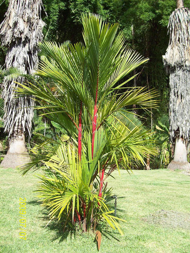 Palma Roja