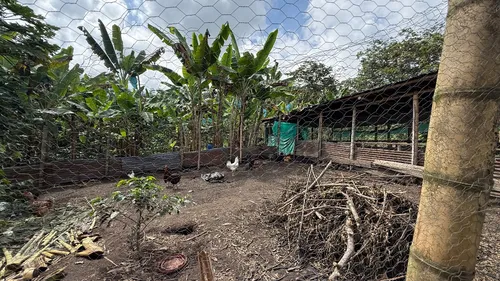 Finca Cafetera En Venta Calarca 14 Cuadras