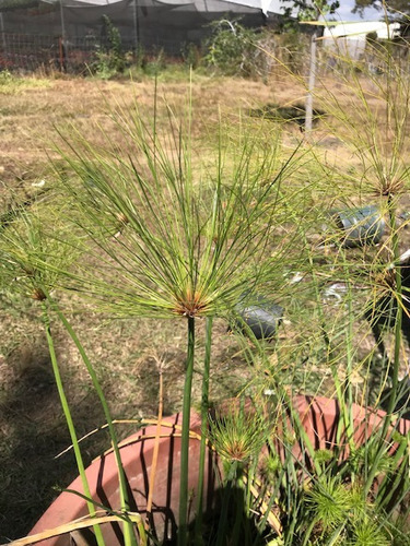 Papiro Egipcio, Estrella, Enano, Junco, Plantas