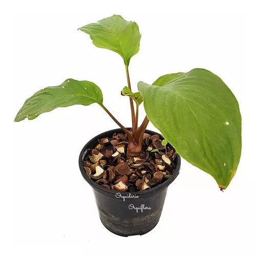 Muda Jovem Planta Morcego Tacca Chantrieri Flor Negra