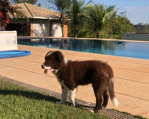 Imagem 12 de 12 de Chácara Para Locação No Jardim Josane - Sorocaba/sp - Ch00822 - 70832897