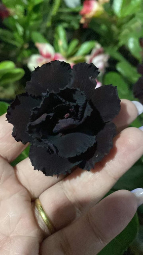 Rosa Do Deserto Negra Muda