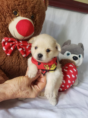 Cachorros Pomerania Mini Perros En Venta Dosquebradas