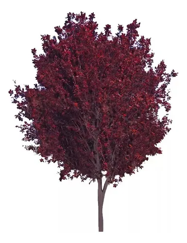 Ciruelo De Jardin, Cerezo Rojo Arbol Frutal Prunus Ceras.e10 (Usado)