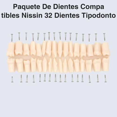 Paquete De Dientes 32 Dientes Tipodonto Con Destornillador Y Tornillos Modelos Anatomicos Para Nissin 32 Dientes Tipodonto