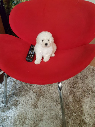 Hermosos Poodle Micro Toy Mini