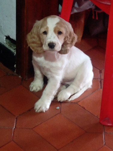 Cocker Hembra 2 Meses Con Vacuna