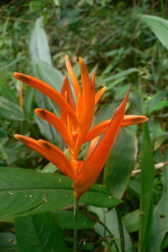 Heliconias. Plantas De Jardín