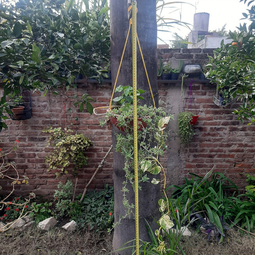 Imagen 3 de 10 de Plantas Combo Maceta Colgante Geranio Potos Y Alfombra Rosa