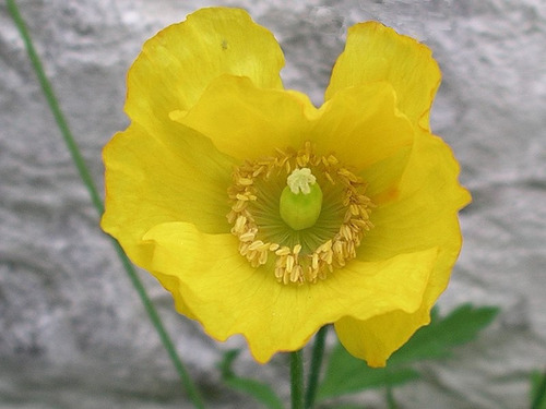 20 Sementes Welsh Poppy Papoula Amarela Meconopsis Cambrica